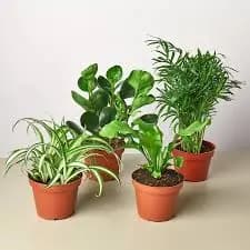 four house plants photo